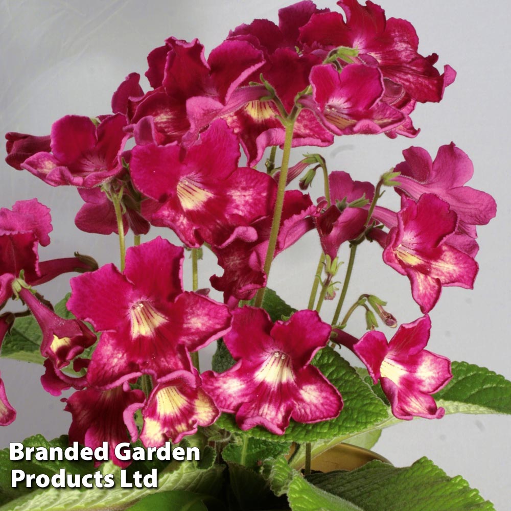 Streptocarpus 'Adele'