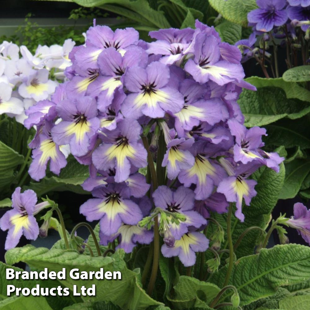 Streptocarpus 'Natalie'