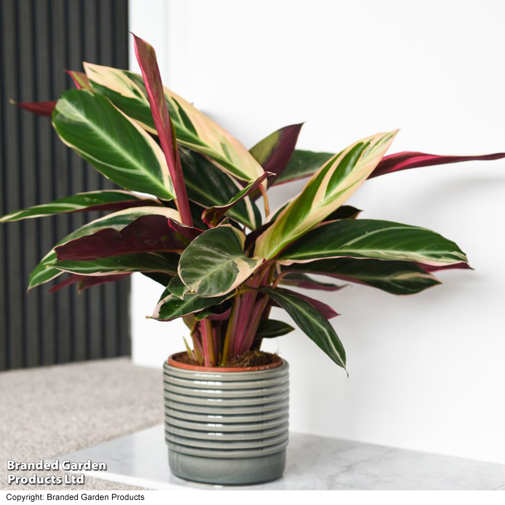 Stromanthe sanguinea 'Triostar' - Gift
