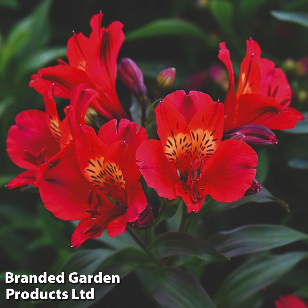 Alstroemeria 'Summer Red'