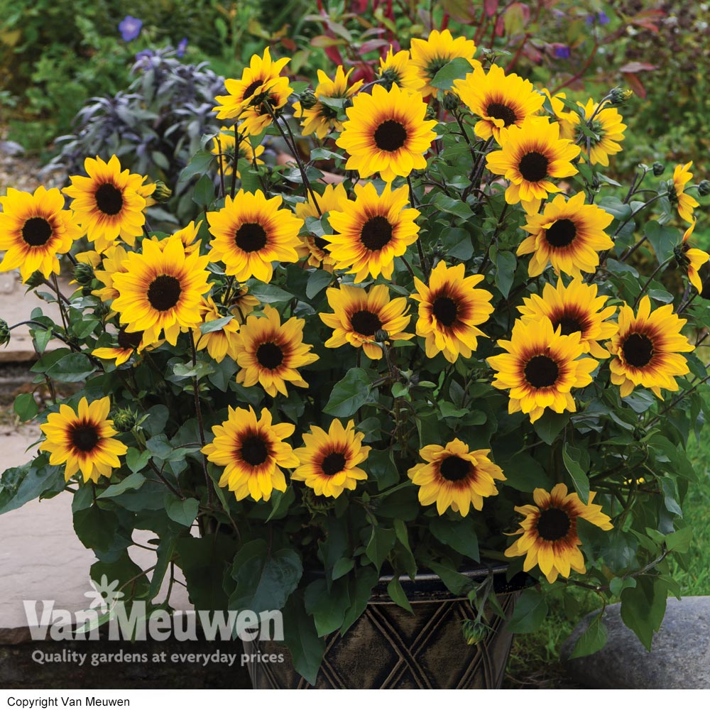 Sunflower SunBelievable&trade; 'Brown Eyed Girl'