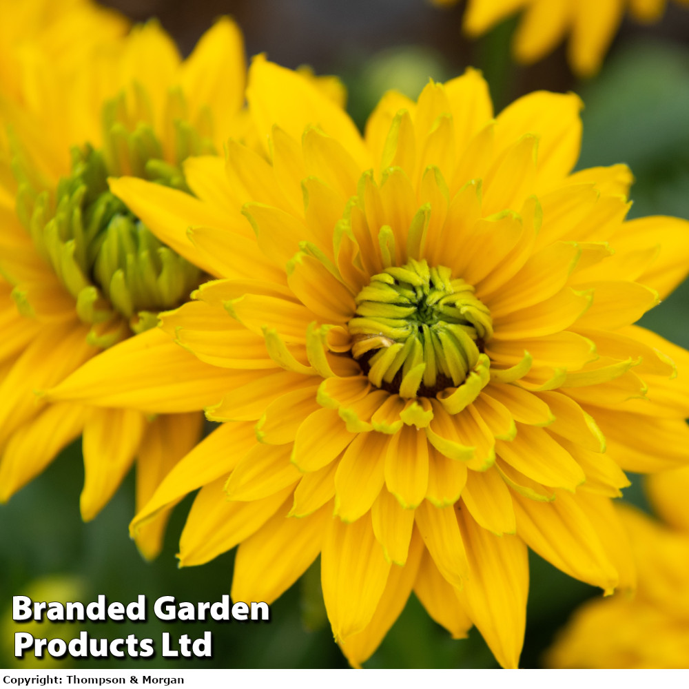 Rudbeckia 'Sunbeckia Lucia'