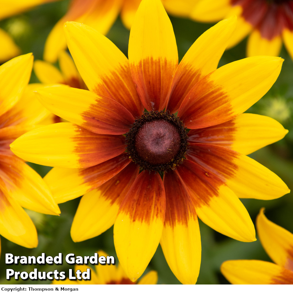 Rudbeckia 'Sunbeckia Mia'