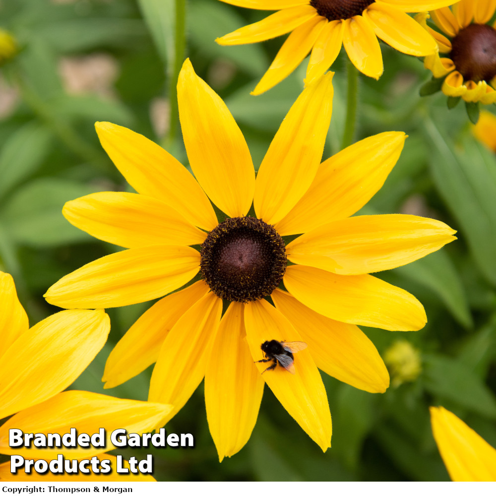 Rudbeckia 'Sunbeckia Sophia'