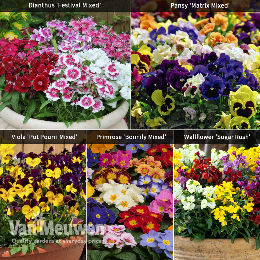 Super Scented Garden Ready Bedding Collection