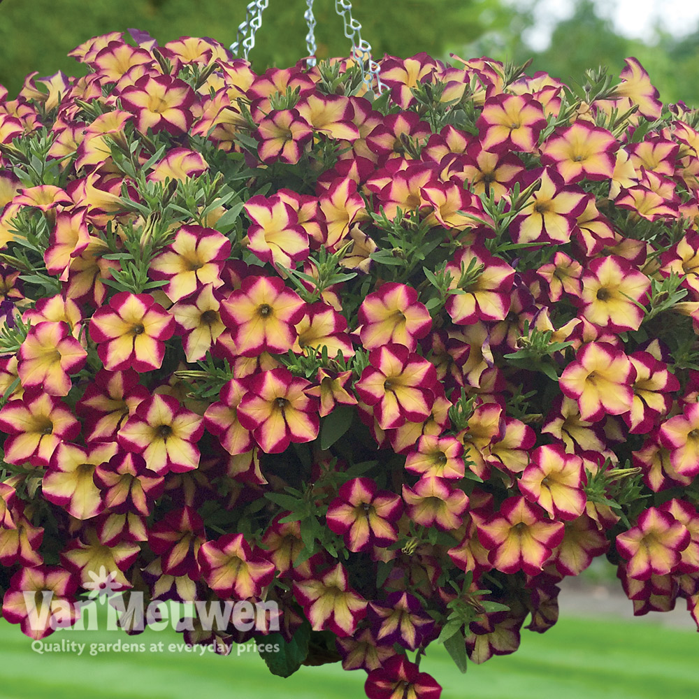 Petunia 'Surfinia Star Burgundy'