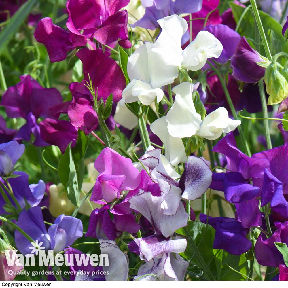 Sweet Pea Mixed Porlock