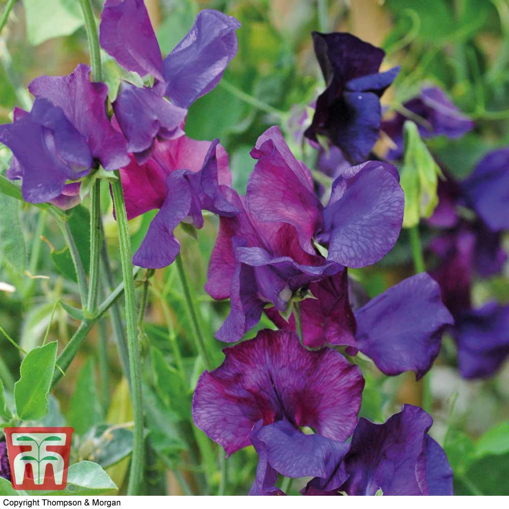 Sweet Pea 'Blue Velvet'