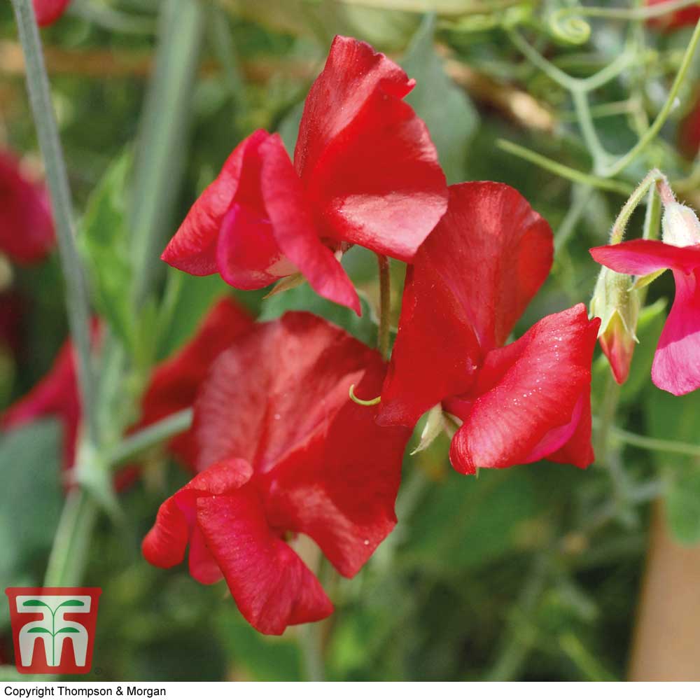 Sweet Pea 'Winston Churchill'