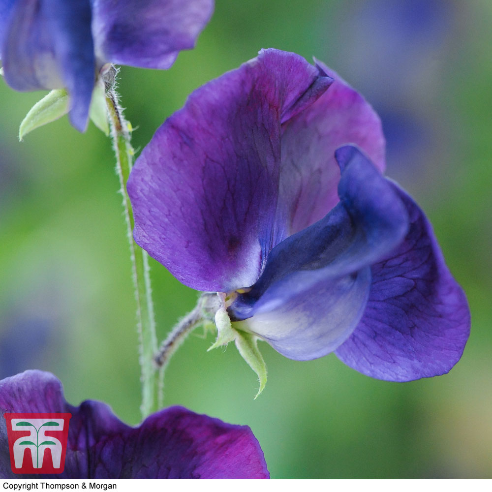 Sweet Pea 'King Size Navy Blue'