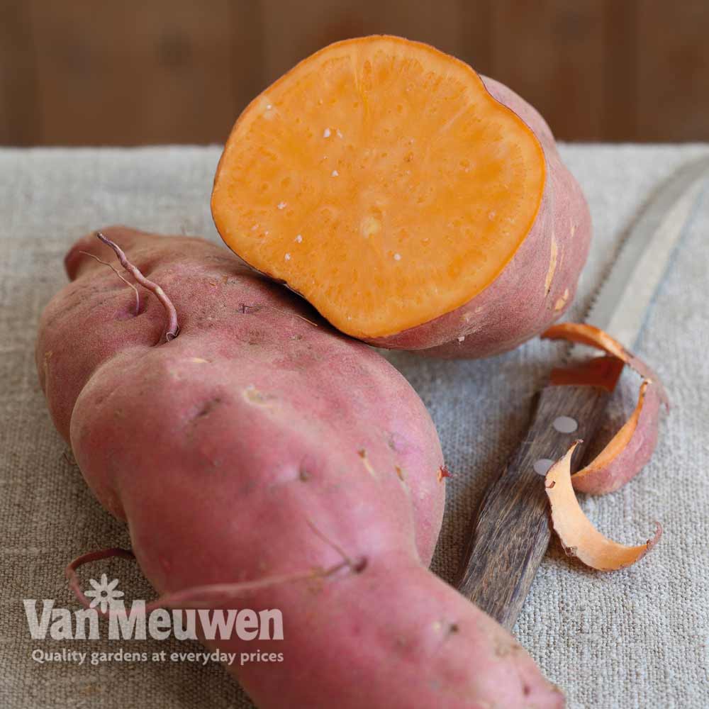 Sweet Potato 'Erato Orange'