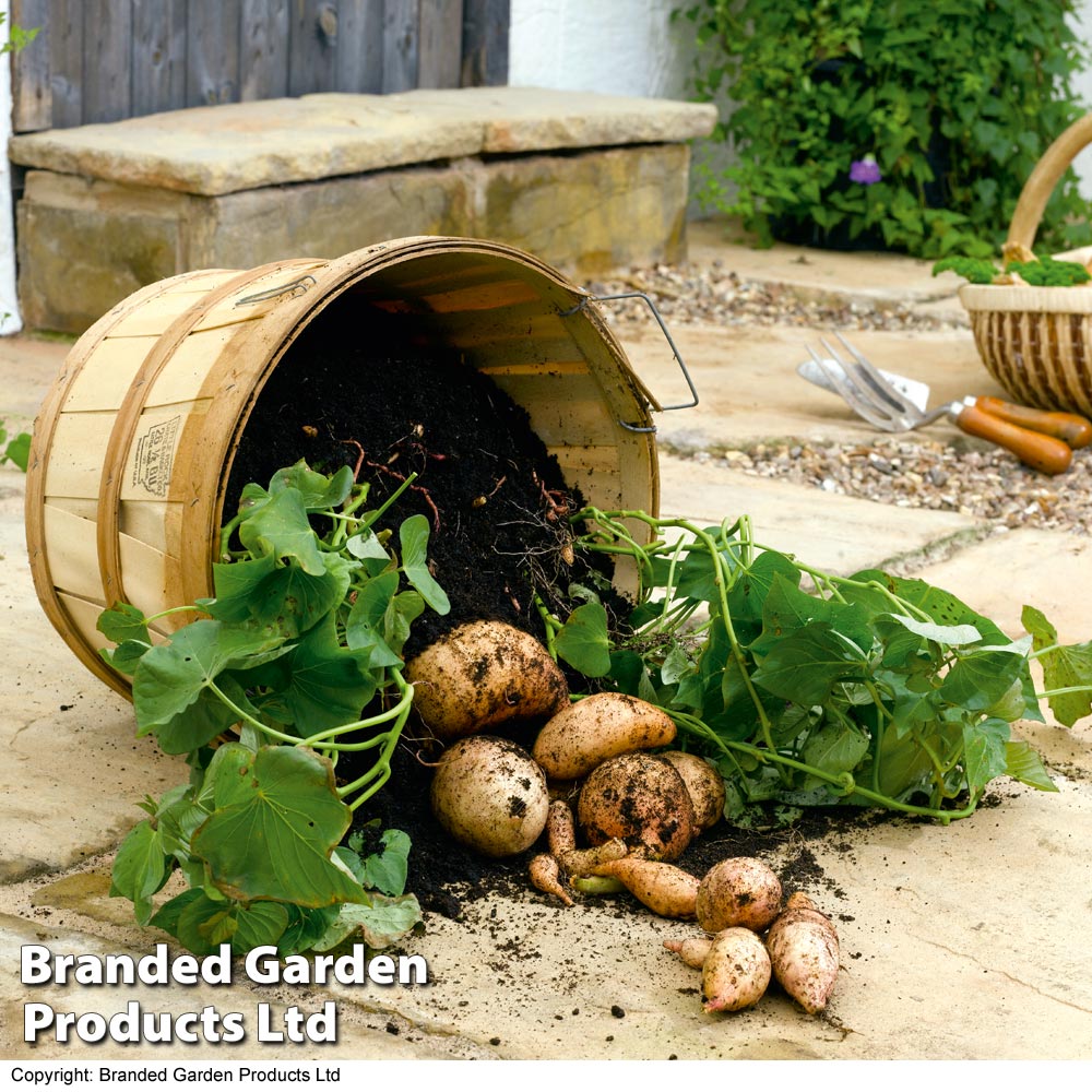 Sweet Potato Mixed Collection Organic