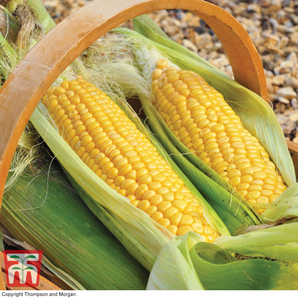 Sweetcorn 'Golden Gate'