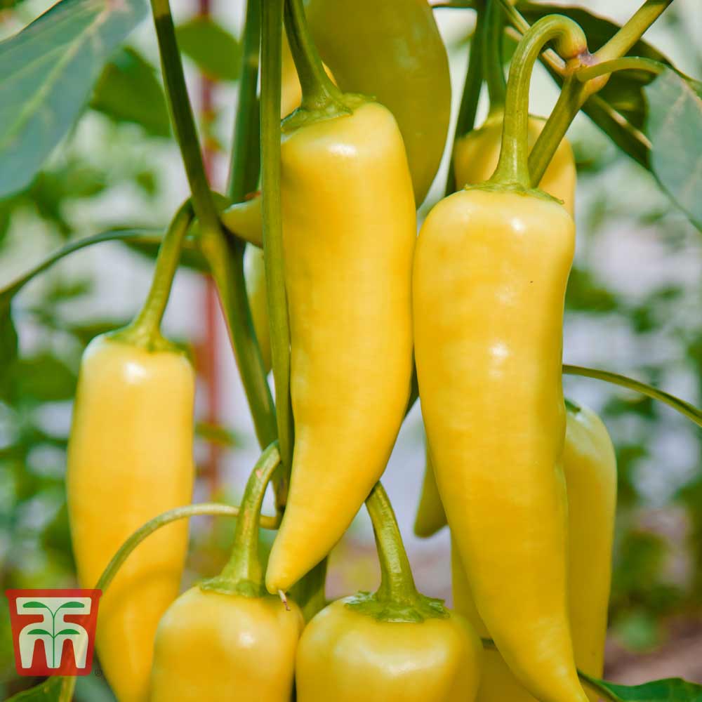 Sweet Pepper 'Astor' F1 Hybrid