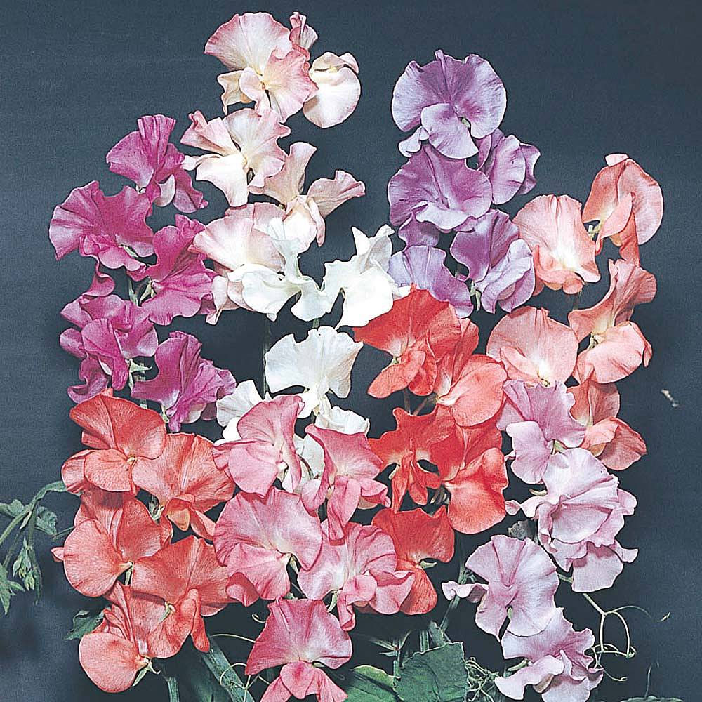 Sweet Pea 'Fragrant' (Start-A-Garden&trade; Range)