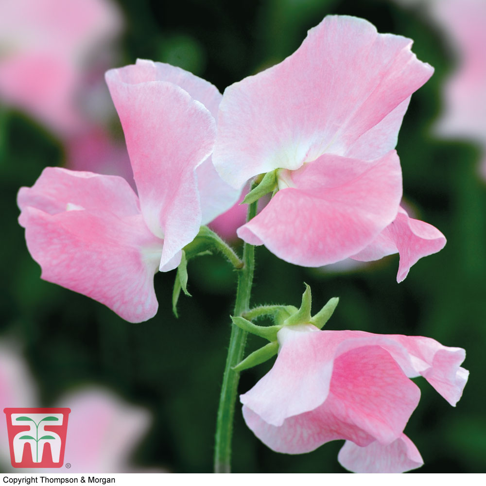 Sweet Pea 'Eleanore Udall'