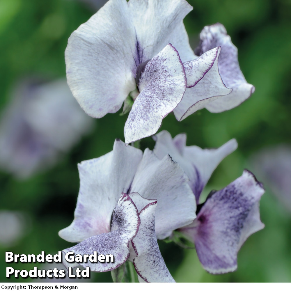 Sweet Pea 'Nimbus'