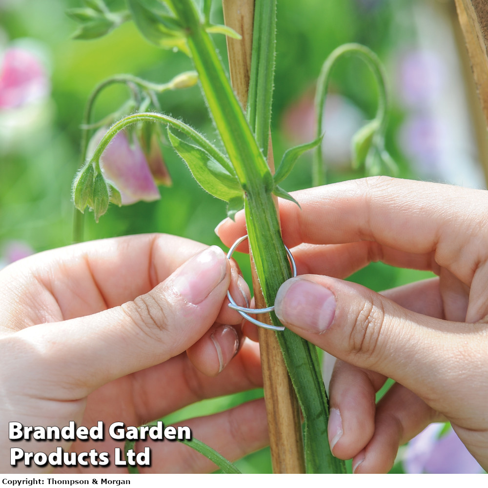 Sweet Pea Support Rings