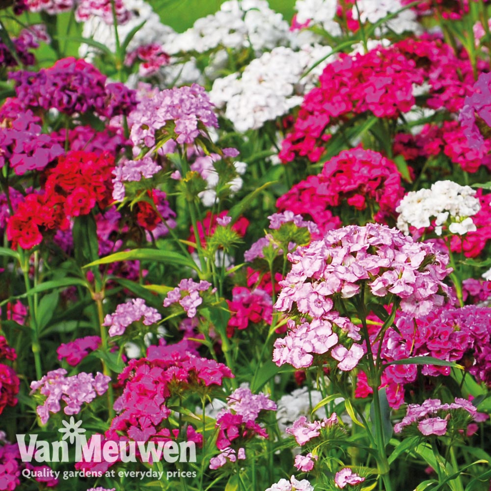 Sweet William 'Sweet Mix'