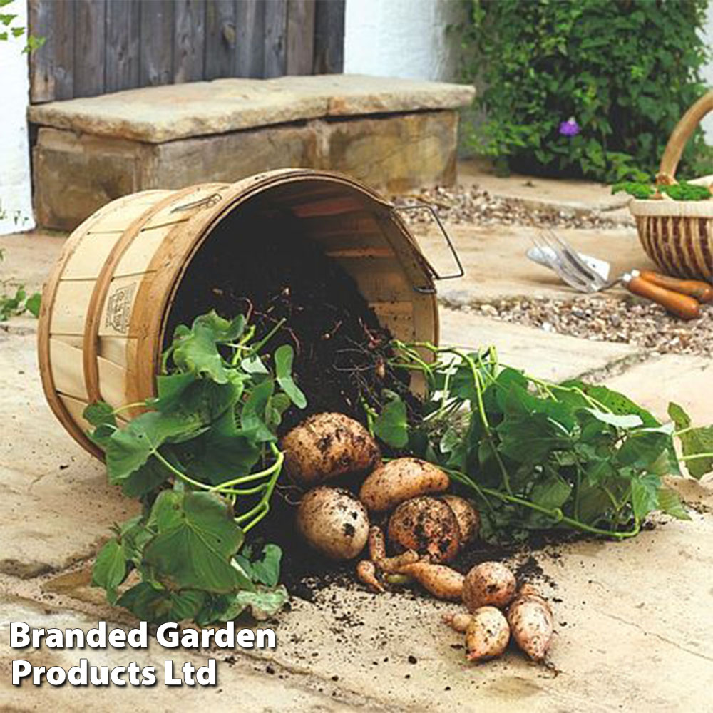 Sweet Potato 'Beauregard'