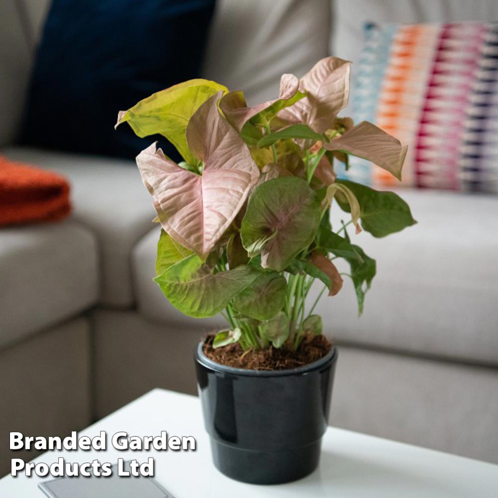 Syngonium podophyllum 'Red Heart' (House Plant)