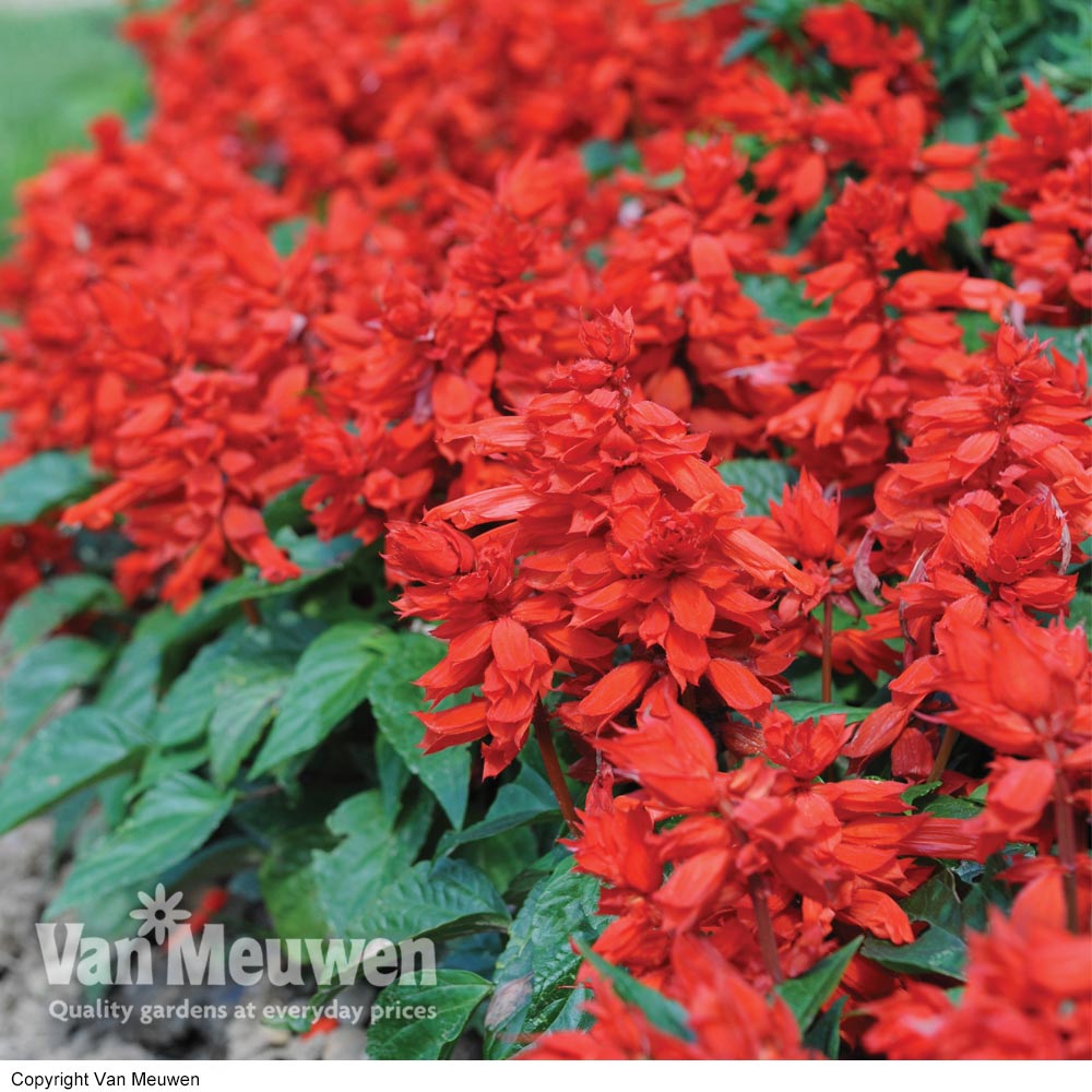 Salvia 'Blaze Of Fire'