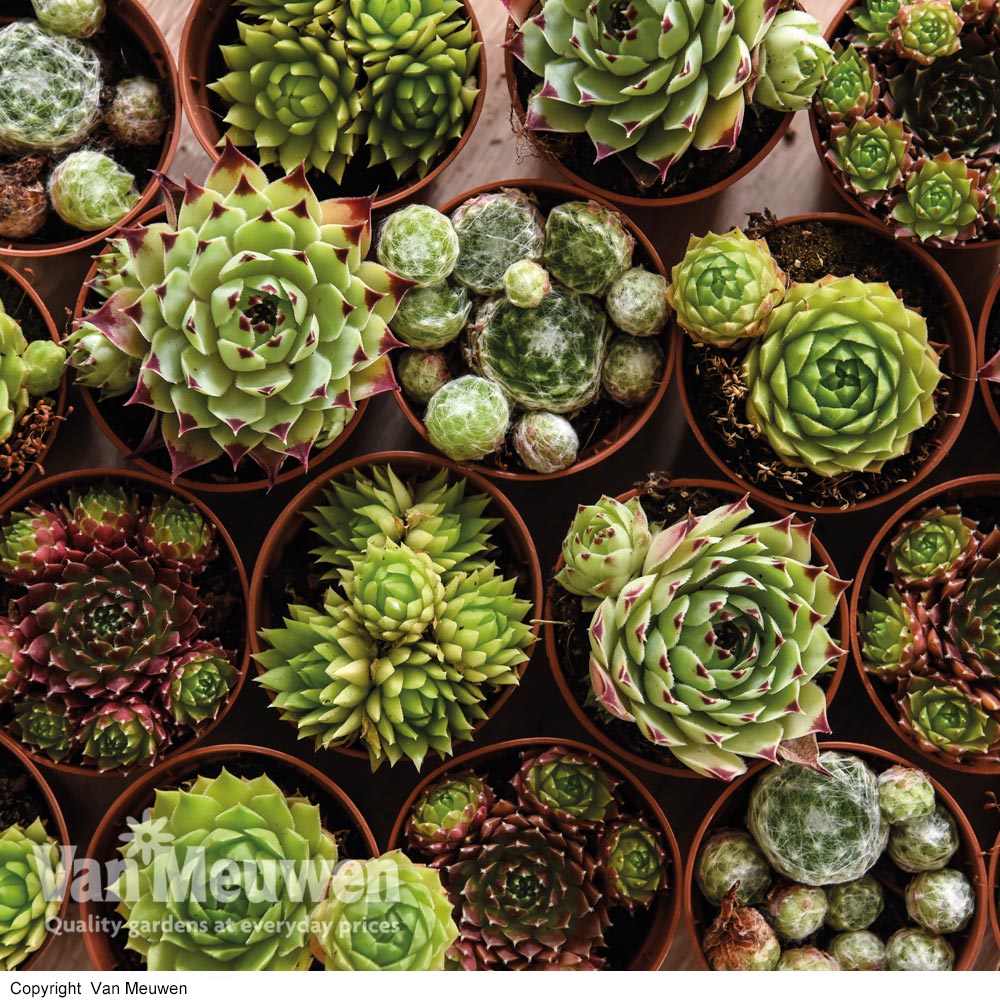 Sempervivum 'Mixed'