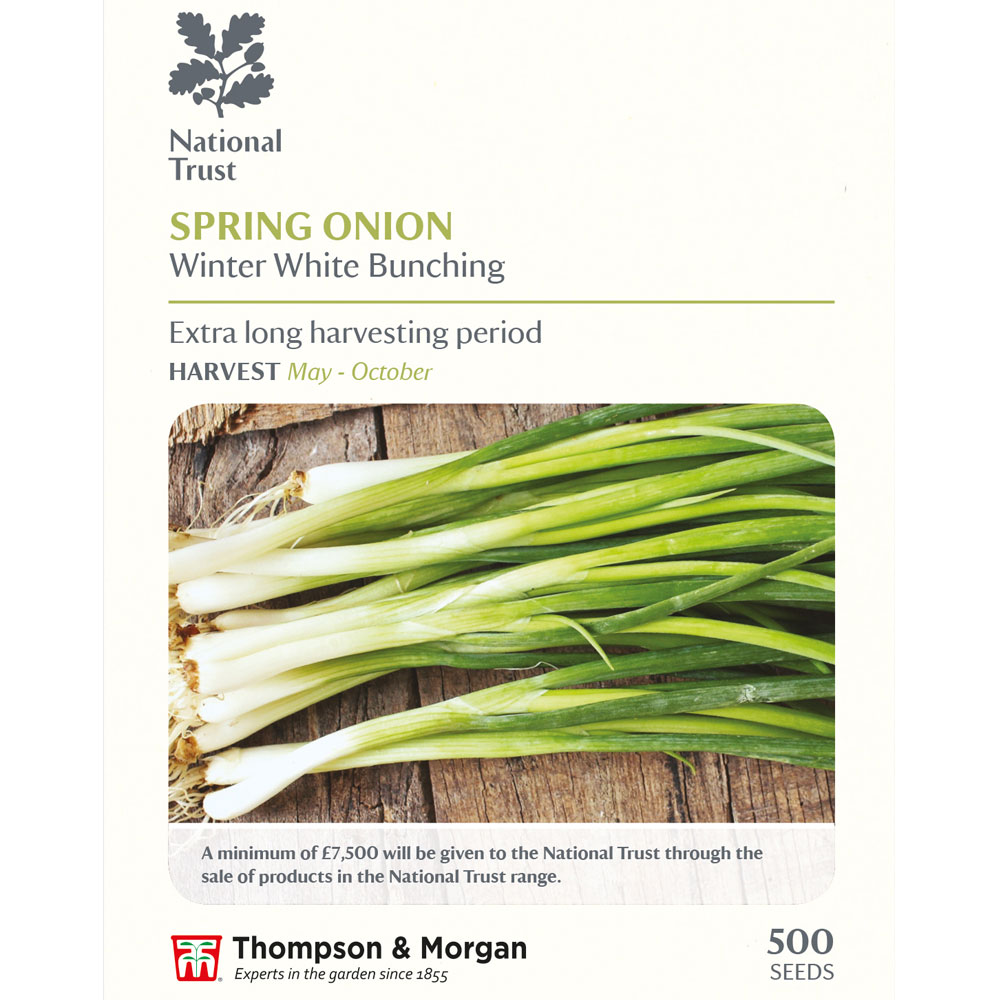 Spring Onion 'Winter White Bunching' (National Trust)