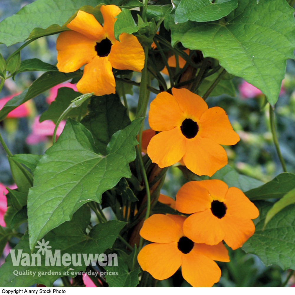 Thunbergia alata 'Superstar Orange'