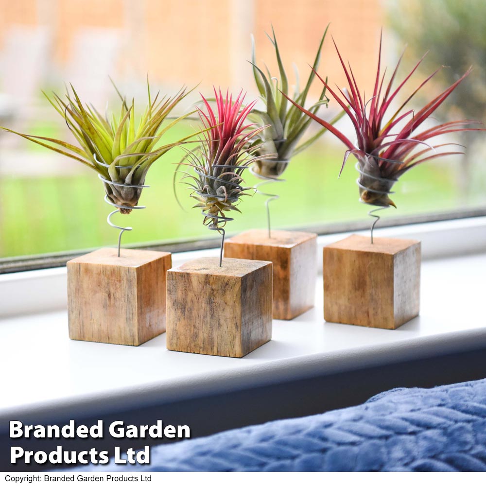 Airplant (Tillandsia) on Wooden Block