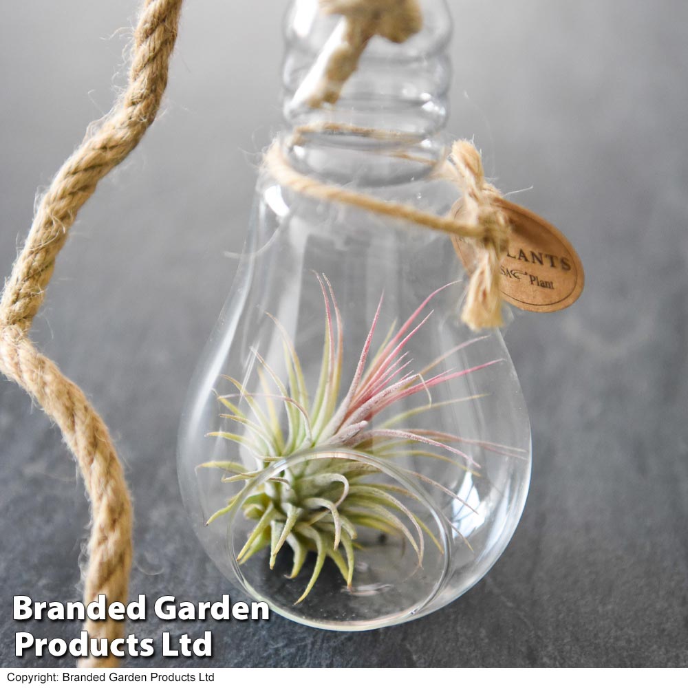 Airplant (Tillandsia) in a hanging light bulb (Medium)