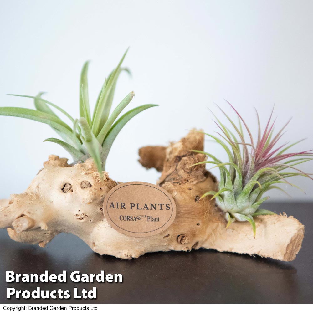 Airplants (Tillandsia) on Mini Wooden Log