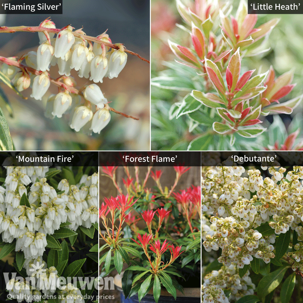 Pieris Collection