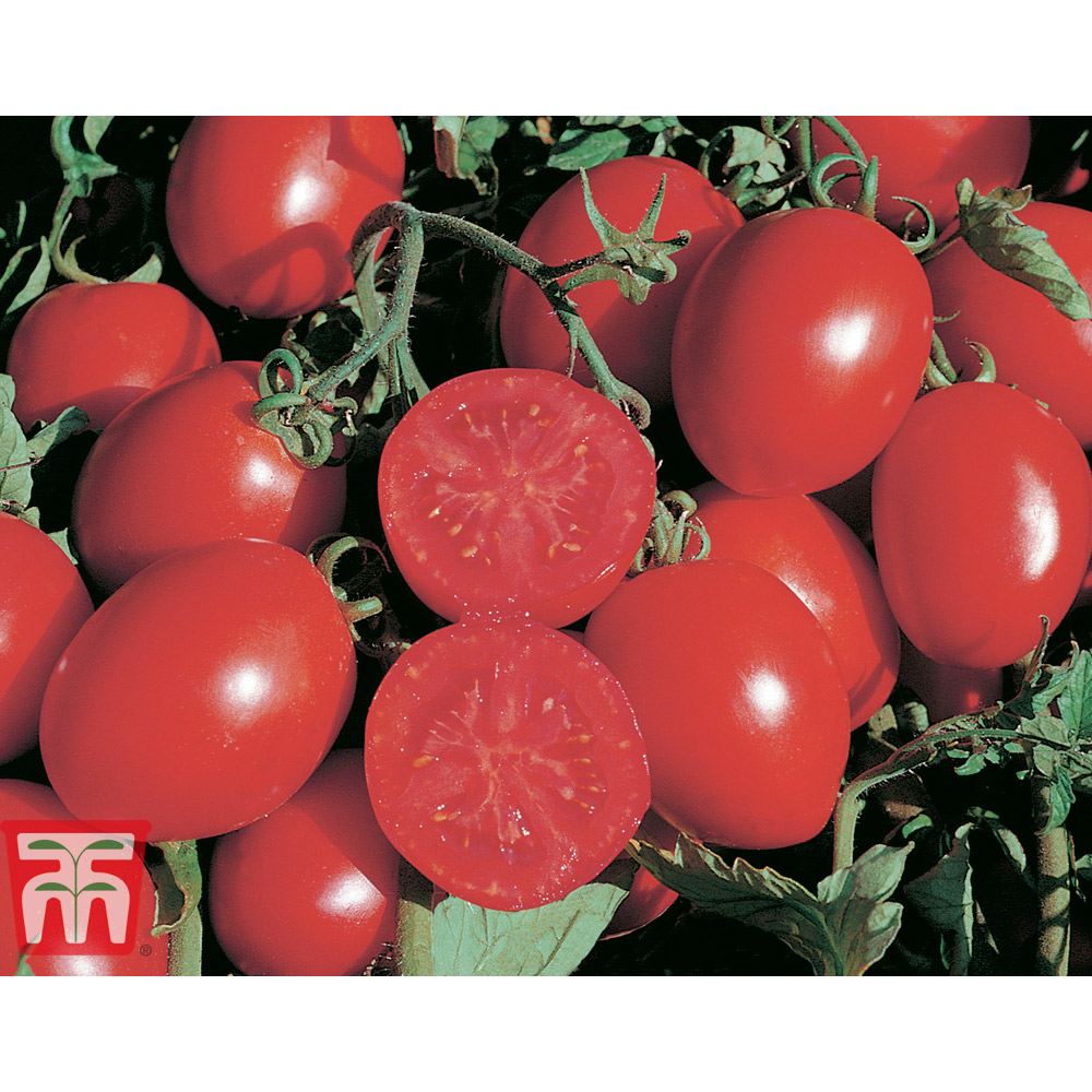 Tomato 'Falcorosso' F1 Hybrid 8 Seeds