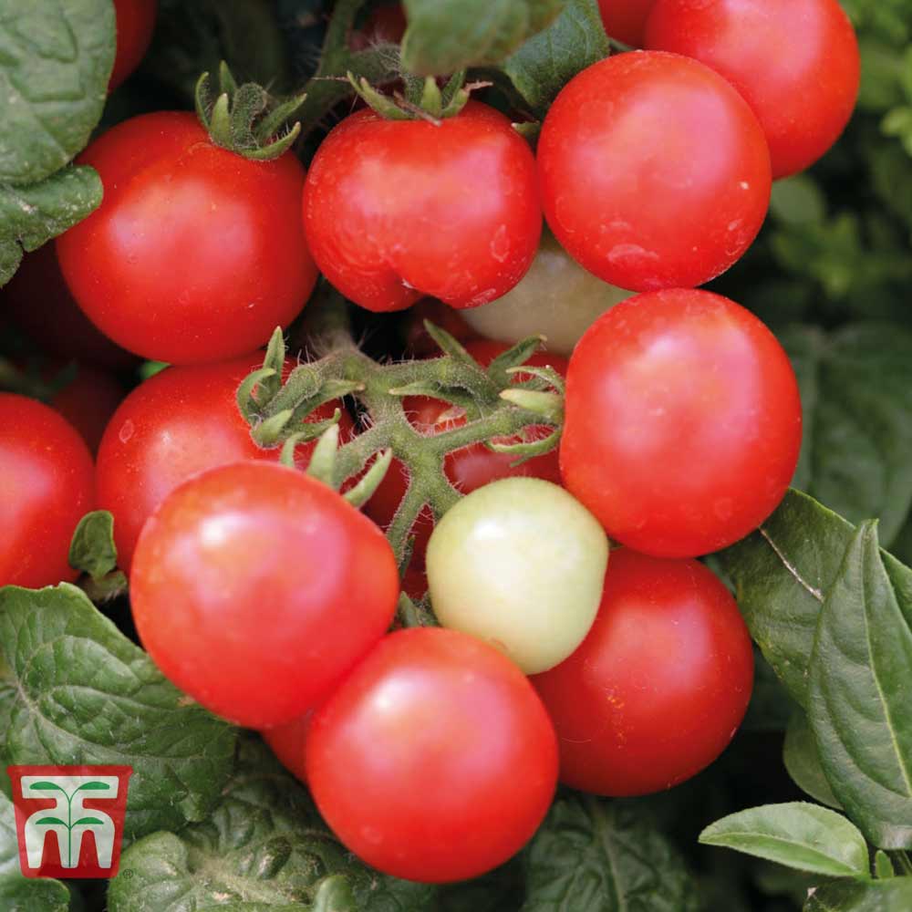 Tomato 'Cherry Kisses' - Kew Collection Seeds