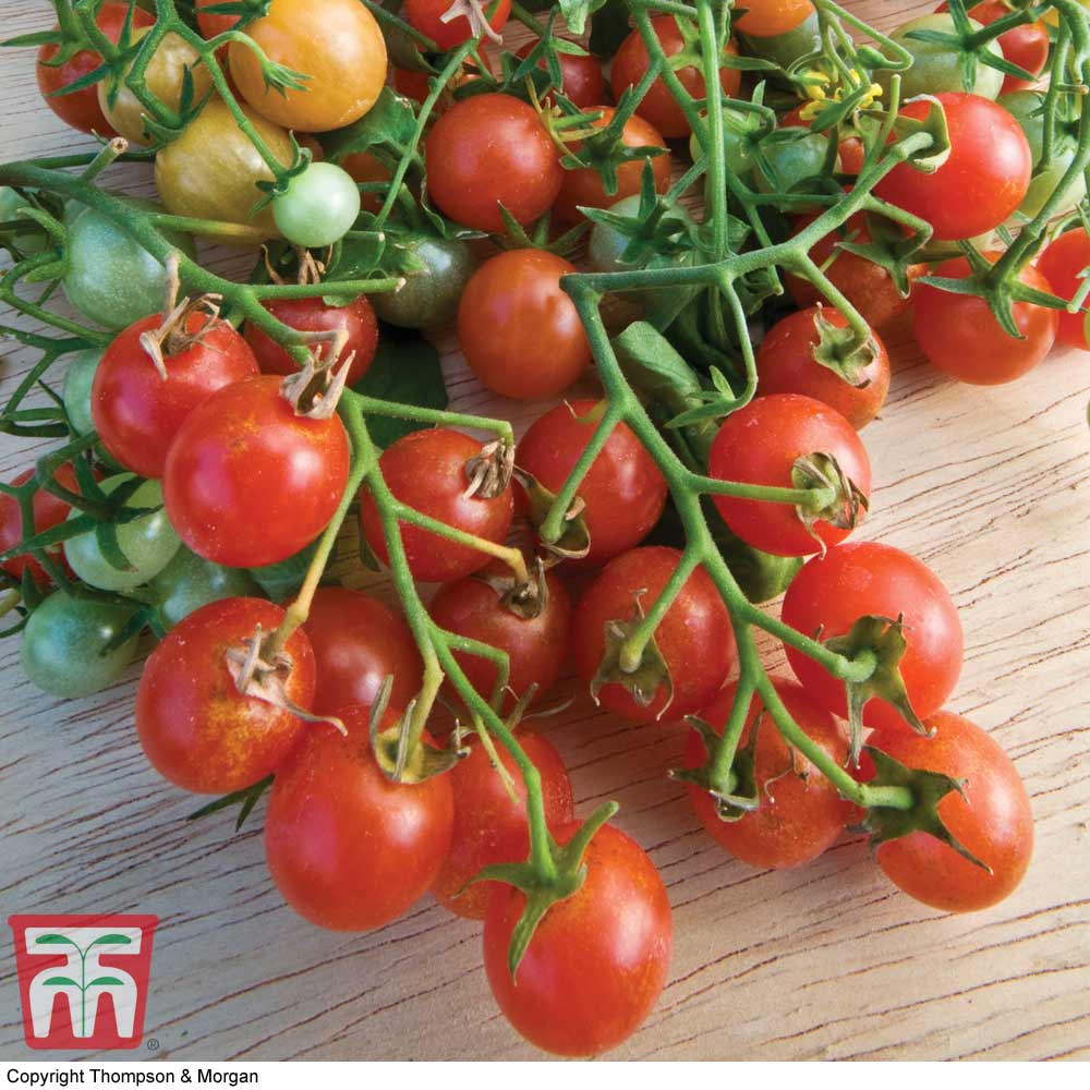 Tomato 'Cherry Cascade'