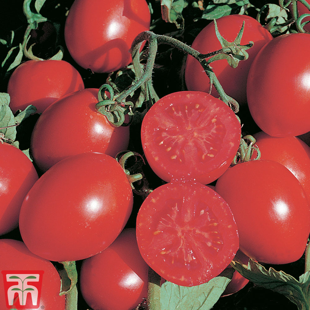 Tomato 'Falcorosso' F1 Hybrid 6 Seeds