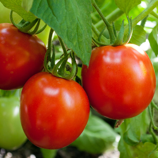 Tomato 'Nimbus' F1 Hybrid