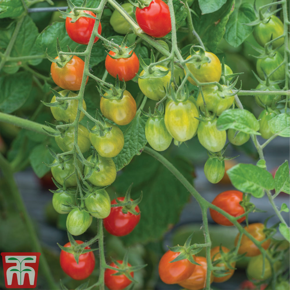 Tomato 'Celano' F1 hybrid