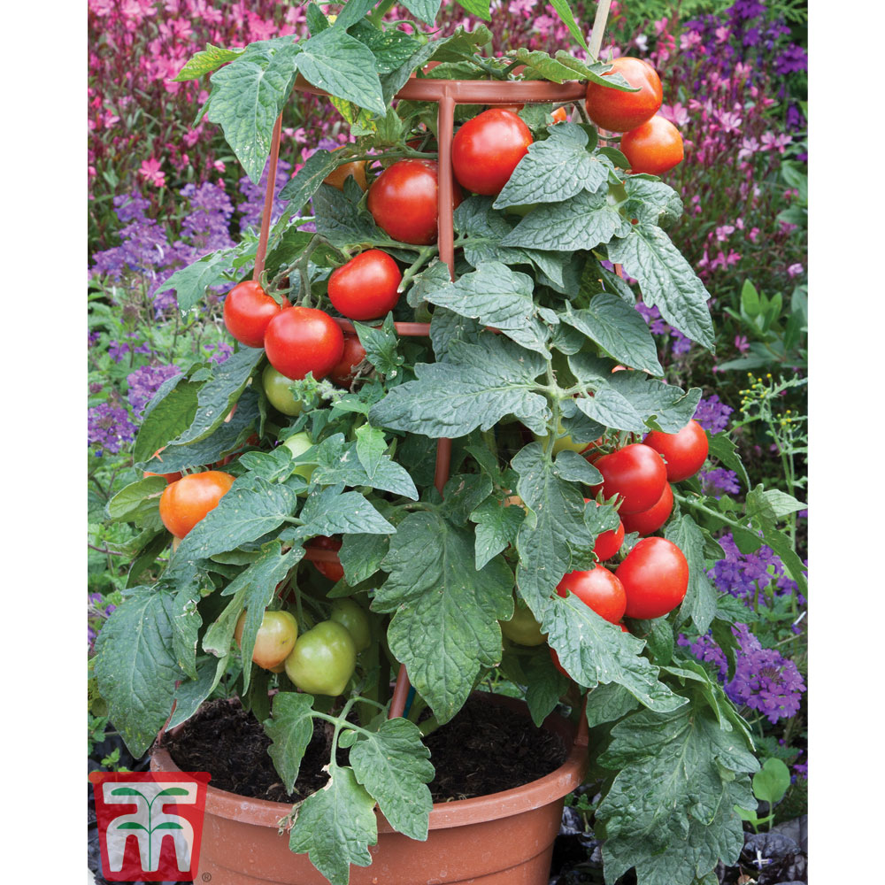 Tomato 'Divinity' F1 hybrid