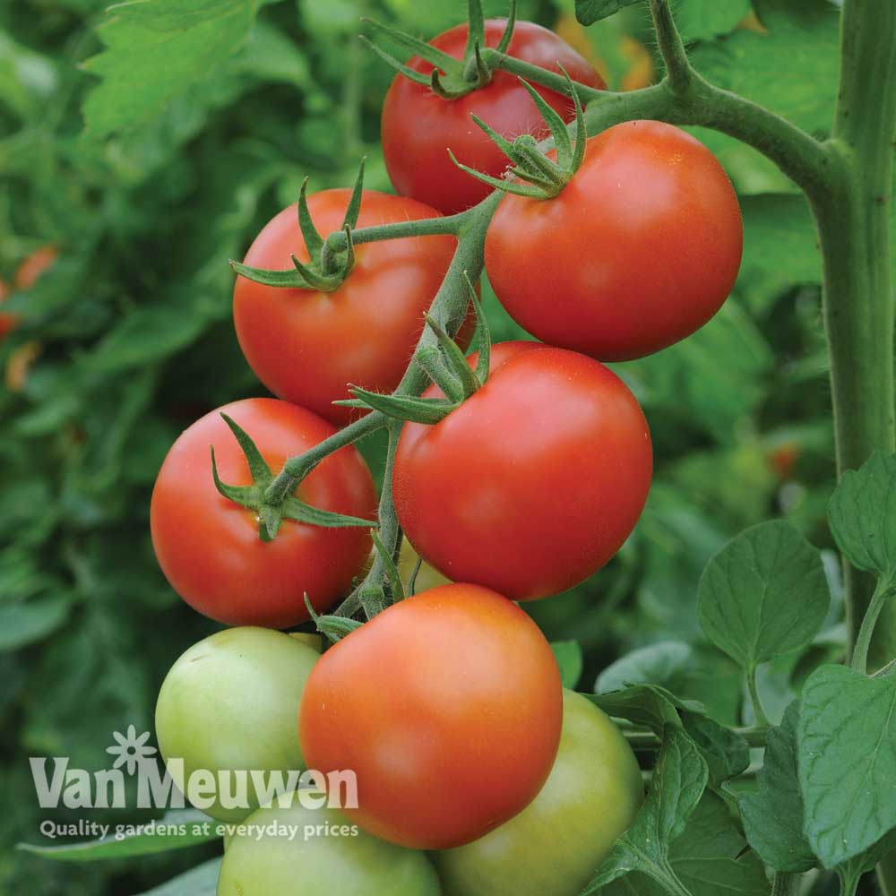 Image of Grafted Tomato Plants 'Moneymaker'