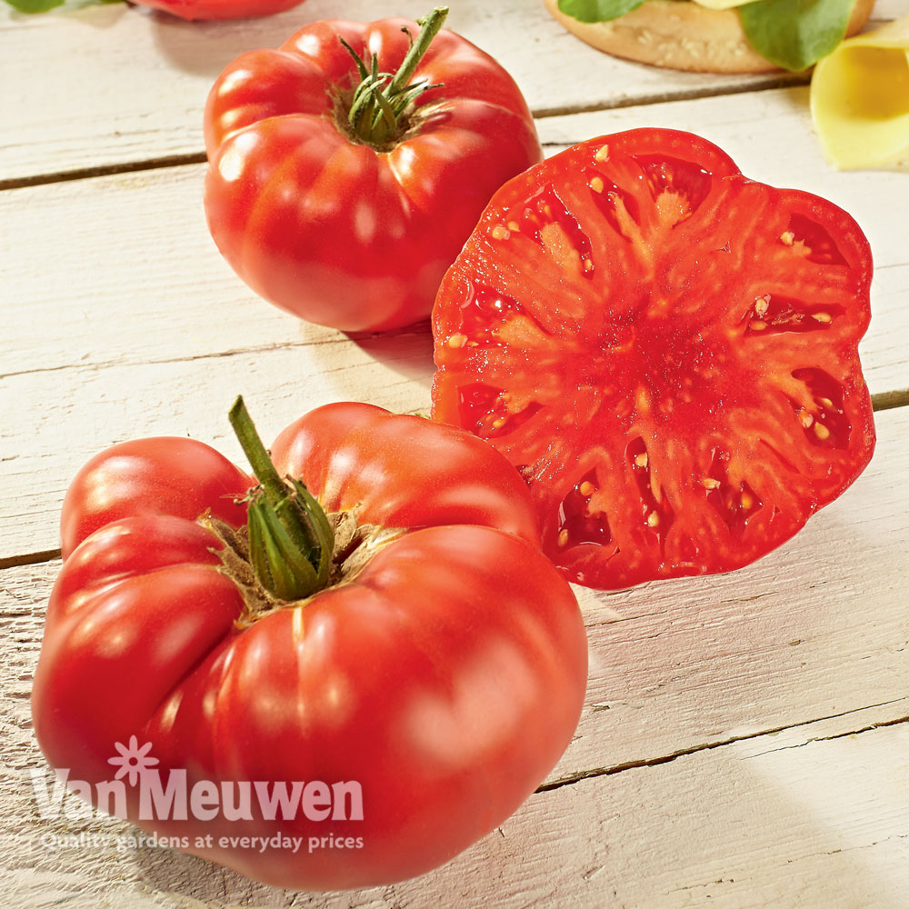 Image of Tomato Buffalosteak Grafted