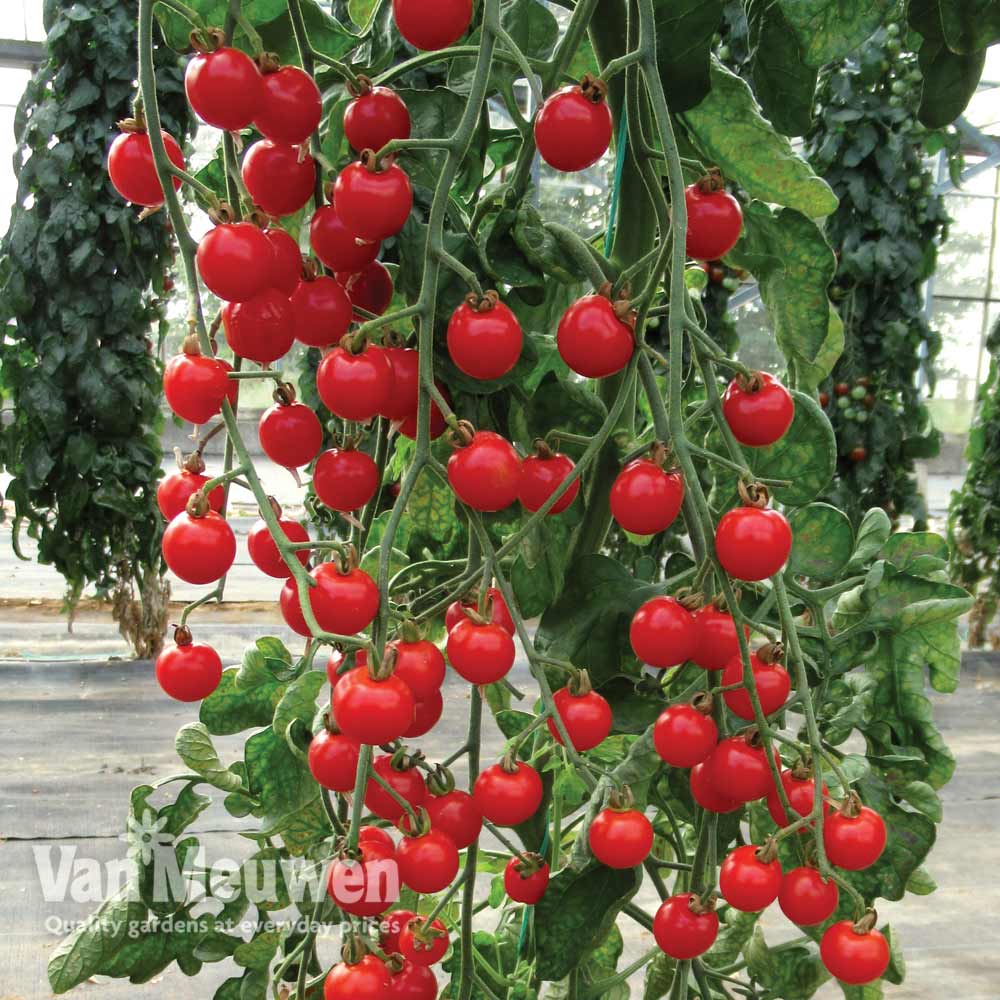 Tomato 'Bitesize'