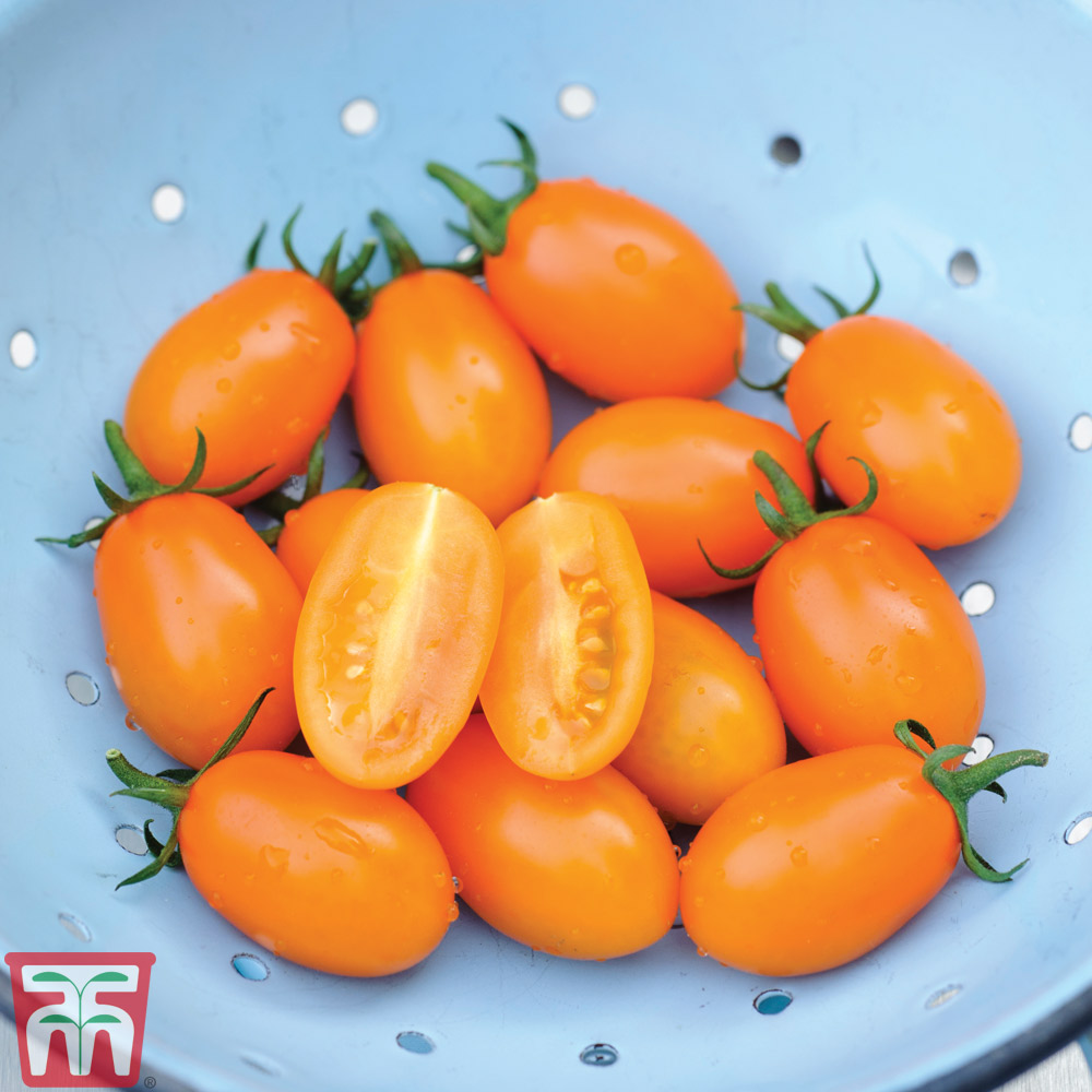 Tomato Orange Beauty F1 Hybrid Van Meuwen