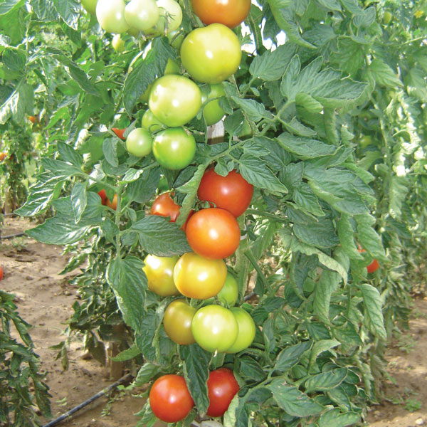 Tomato 'Essex Wonder'