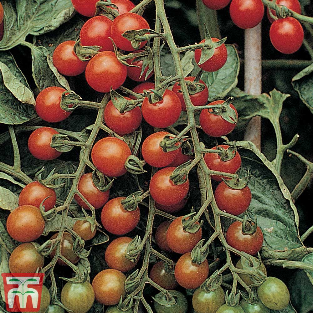 Tomato 'Ruby' F1