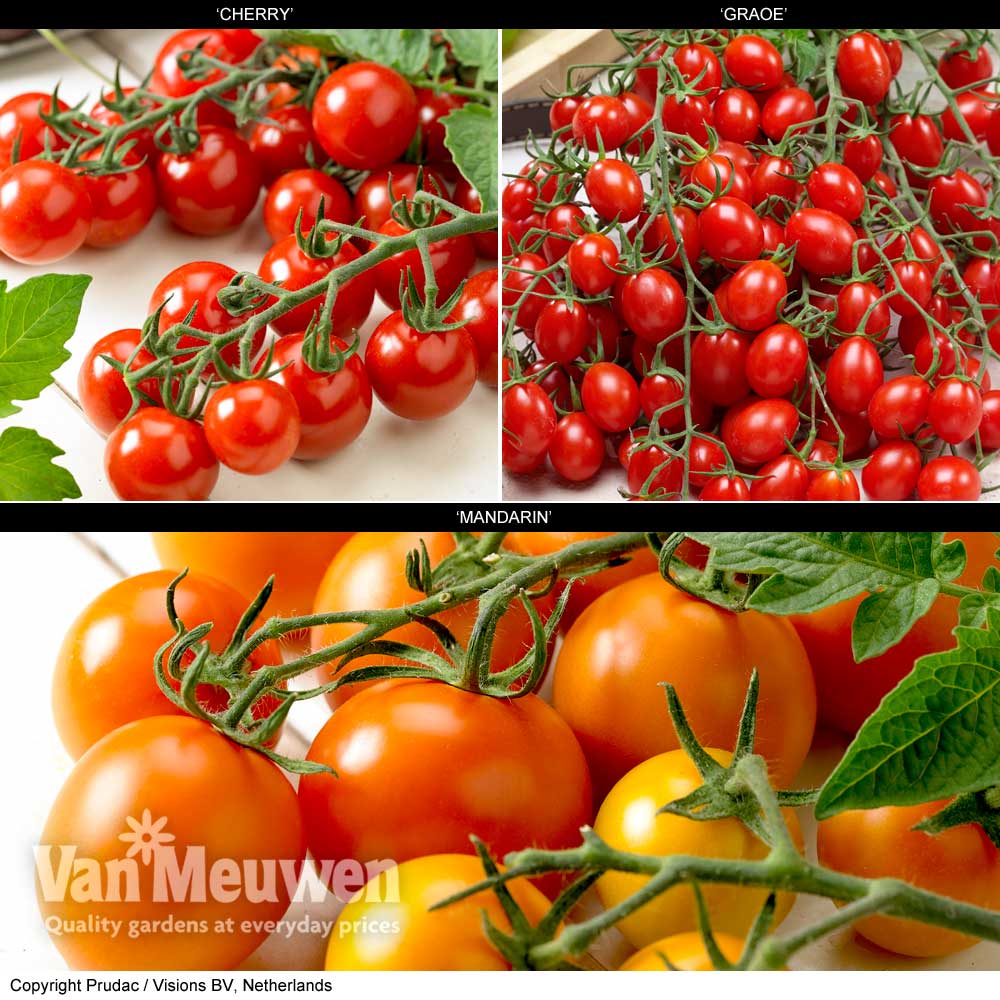 Tomato 'Tutti Frutti Collection'