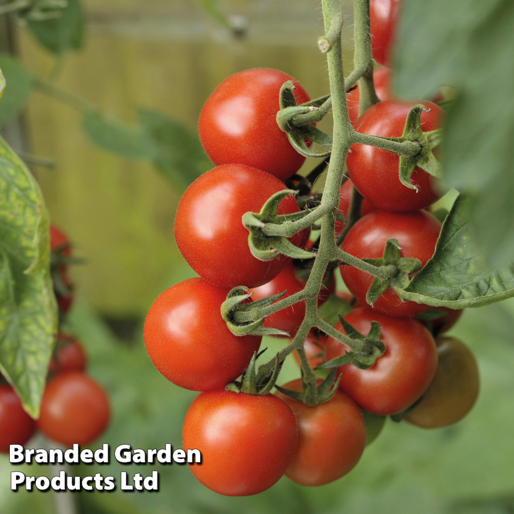 Tomato 'Alicante'