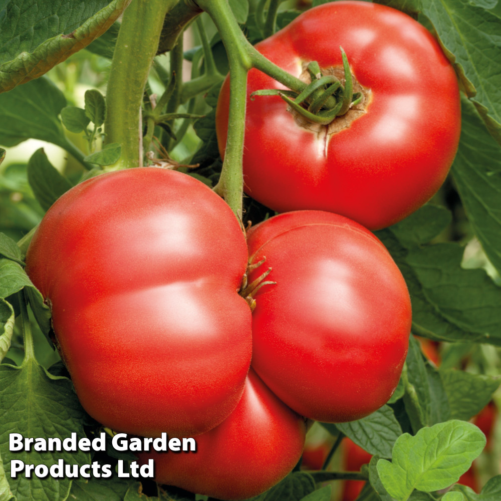 Tomato 'Crimson Blush' (Grafted)