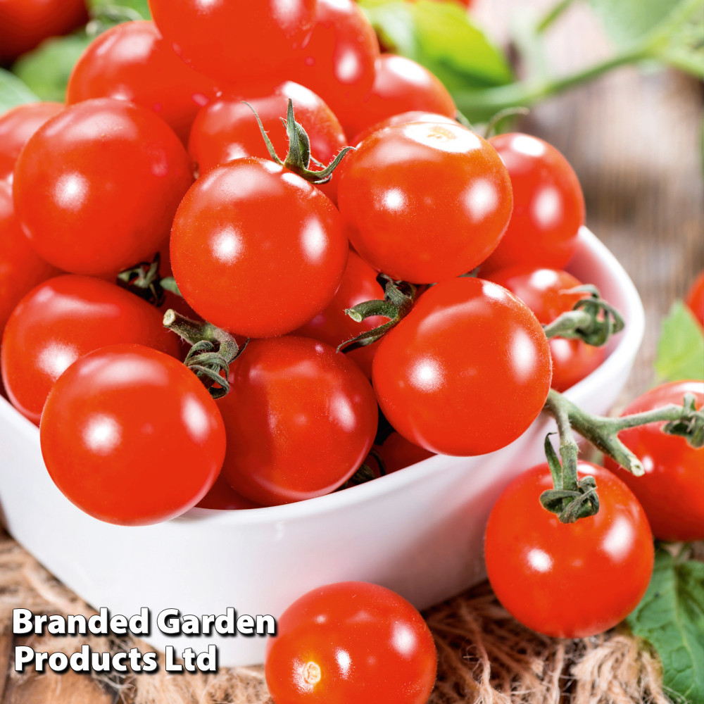 Tomato 'Crimson Cherry' (Grafted)